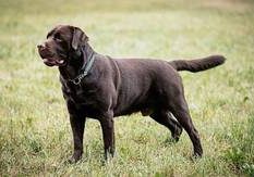 Creekhunter's Baxter Blue-Labrador Retriever