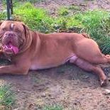 D-Attila of Glacial Valley Bulls-Bulldog