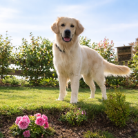 D-Eddie vom Seitenstein - Golden Retriever