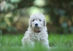 Dakota vom Weidenhof-Goldendoodle