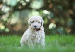 Dana-Fibonacci vom Weidenhof-Goldendoodle