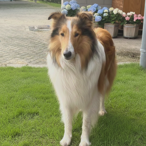 Dancing Kelwitt vom Campemoorer Hof-Sylvia Schwert