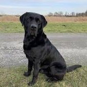 Darius vom Zerberusho-Labrador Retriever