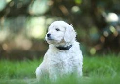 Darko-Willie vom Weidenhof-Goldendoodle