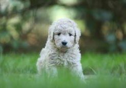 Delilah-Bindi vom Weidenhof-Goldendoodle