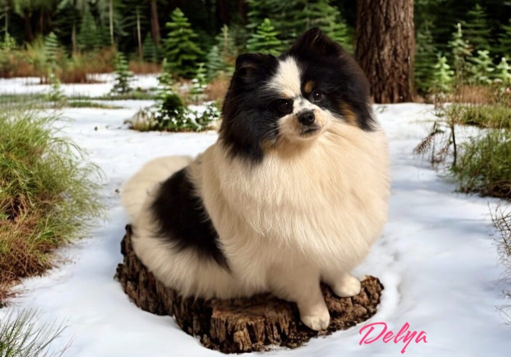 Delya of Royal Beatuy's-Pomeranian