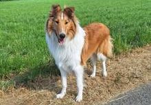 Denver vom Campemoorer Colliehof-Collie