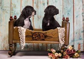 Deutsche Dogge von Nobilis 12