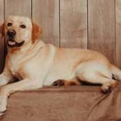 Dexter vom Schwalmtaler Turm-Labrador Retriever