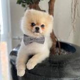 Diamond Royal Pom of Berlin-Zwergspitz-Pomeranian