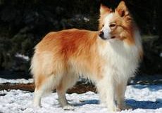 Diamond of Whitecastle Casper-Border Collie