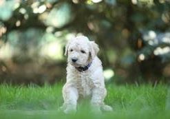 Dina-Fritzi vom Weidenhof-Goldendoodle