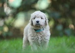 Domino-Rudi vom Weidenhof-Goldendoodle