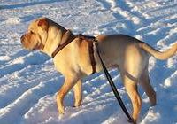 Don Camillo vom Hannis Dream Dogs-Shar Pei