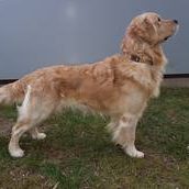 Donald vom Röhrbachtal