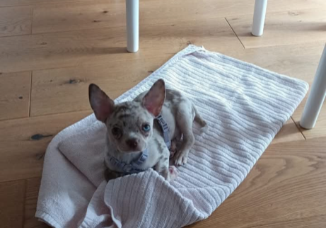 Done vom kleinen Arbersee- Chihuahua