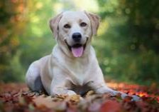 Dr. Frieda vom Limberg-Labrador Retriever