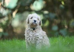 Duke-James vom Weidenhof-Goldendoodle