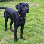 Duke of Black Forest-Labrador Retriever