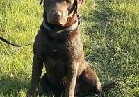 Dusty vom Hohenbogen-Labrador Retriever