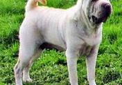 Easy Eliza Dolittle vom Hannis Dream Dogs-Shar Pei