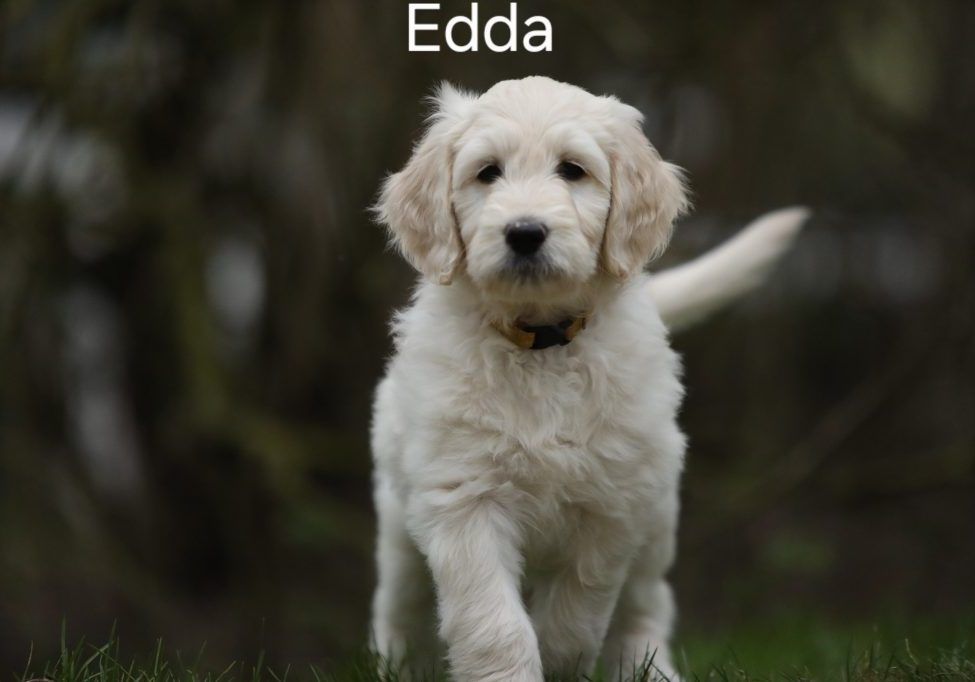 Edda vom Weidenhof-Goldendoodle