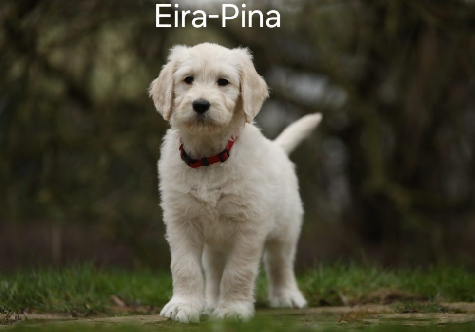 Eira-Pina vom Weidenhof-Goldendoodle