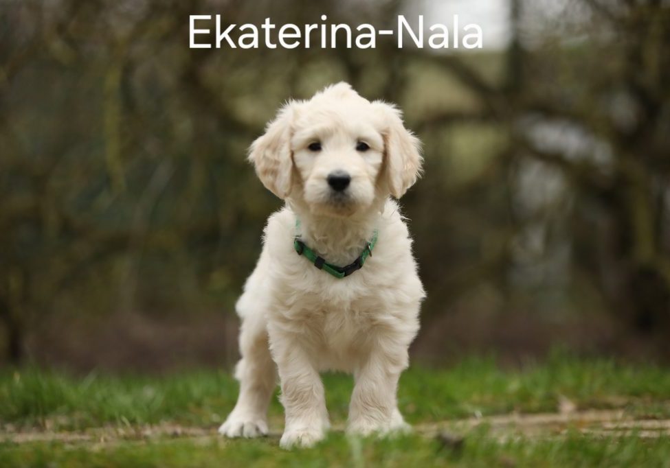 Ekaterina-Nala vom Weidenhof-Goldendoodle2