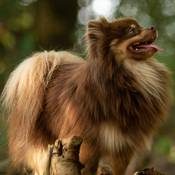 El Dorado Sky of Poms-Zwergspitz-Pomeranian