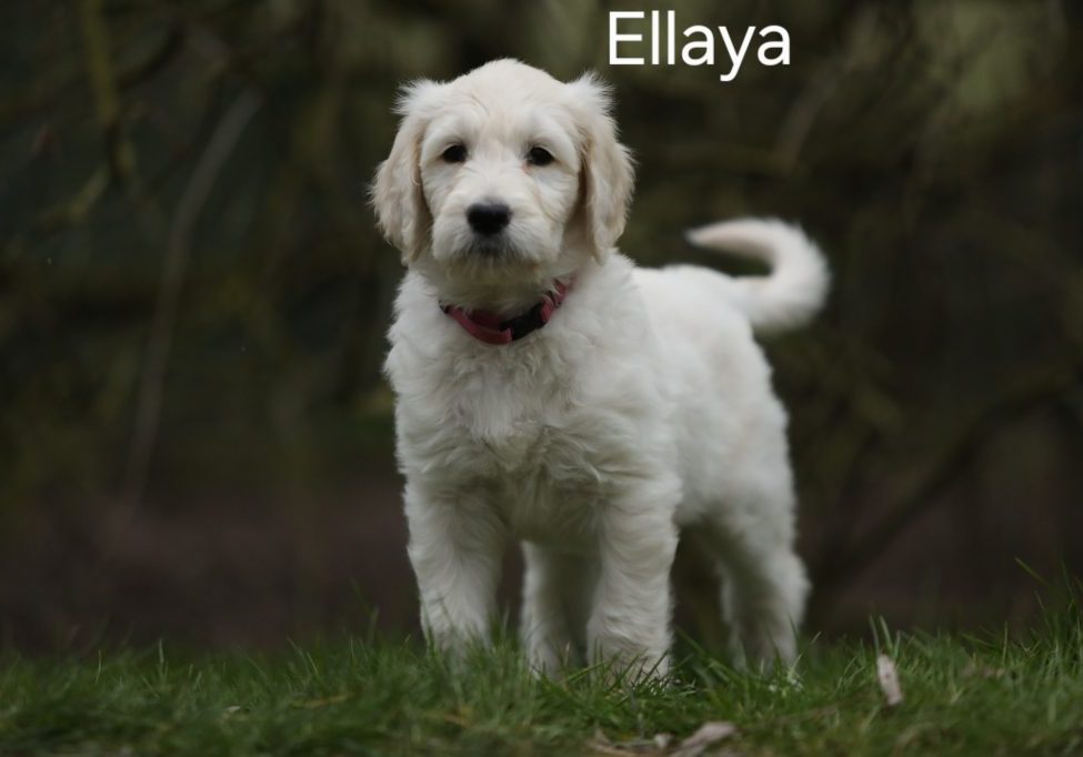 Ellaya vom Weidenhof-Goldendoodle