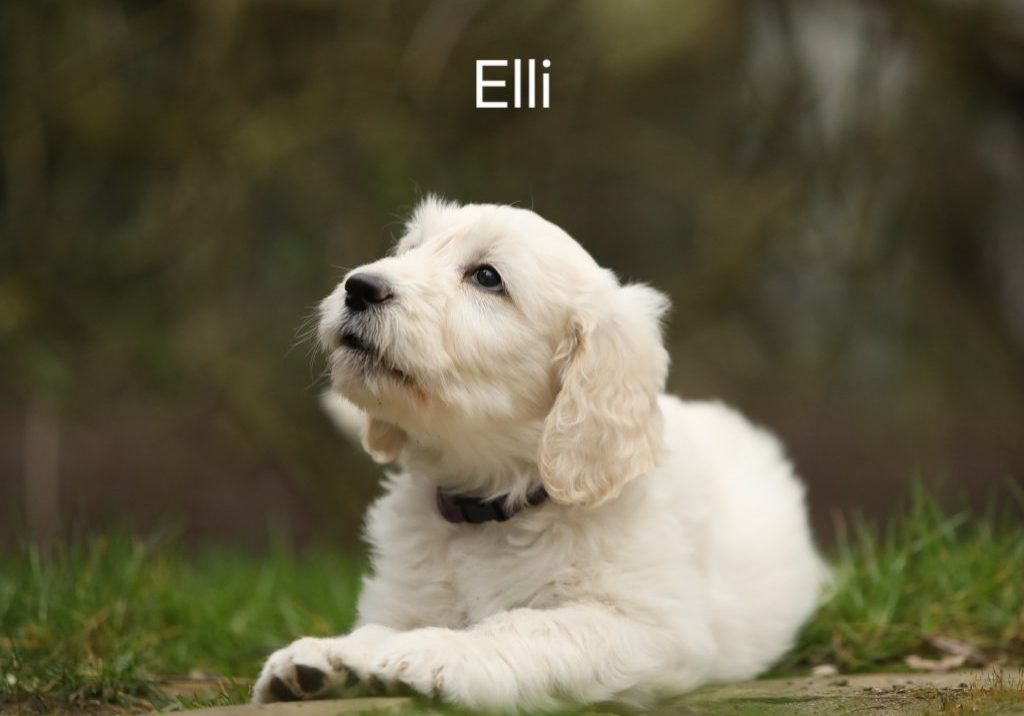 Elli vom Weidenhof