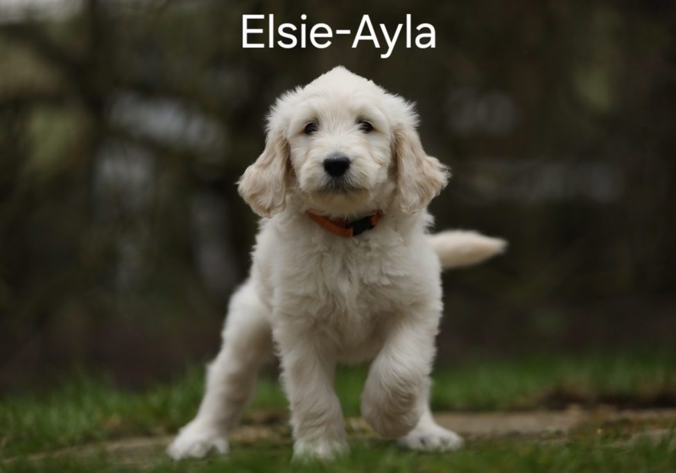 Elsie-Ayla vom Weidenhof-Goldendoodle