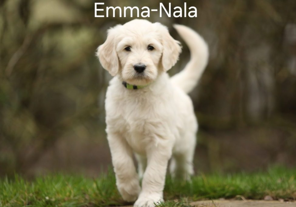 Emma-Nala vom Weidenhof-Goldendoodle