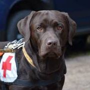 Enzo-Koda vom Auerbach-Labrador Retriever