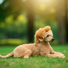 Enzo vom Weberbrunnen-Großpudel