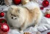 Ermitage Viktoria Candy-Pomeranian Zwergspitz