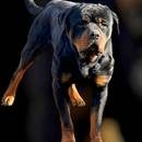 Esko von der Terra Sigillat-Rotweiler