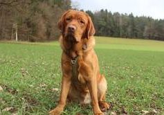 Ettore di Troia Albamarina-Labrador Retriever