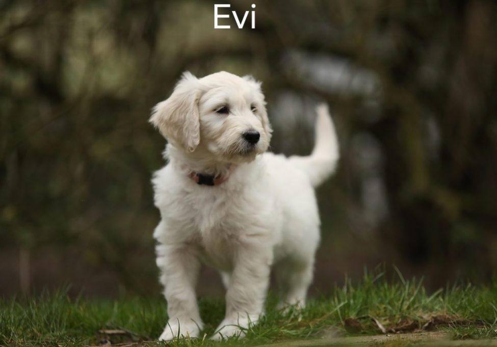Evi vom Weidenhof-Goldendoodle
