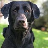Exton von Hirschenberg-Labrador Retriever