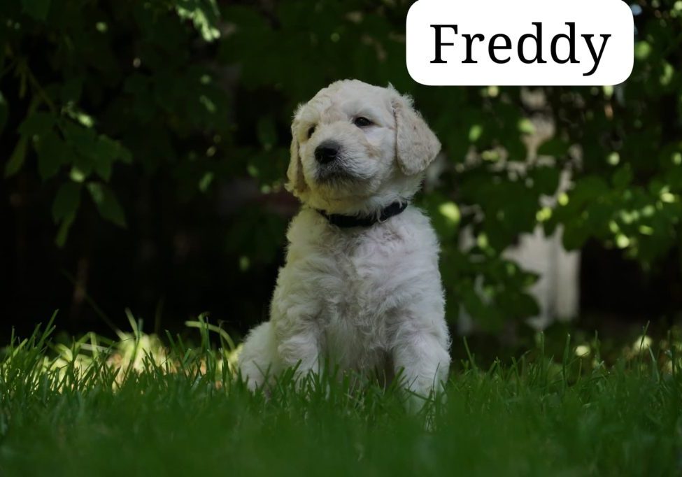 Feddy vom Weidenhof-Golden Retriever