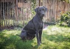 Felija vom Laugnatal-Labrador Retriever