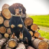 Felix vom Kronprinzstein