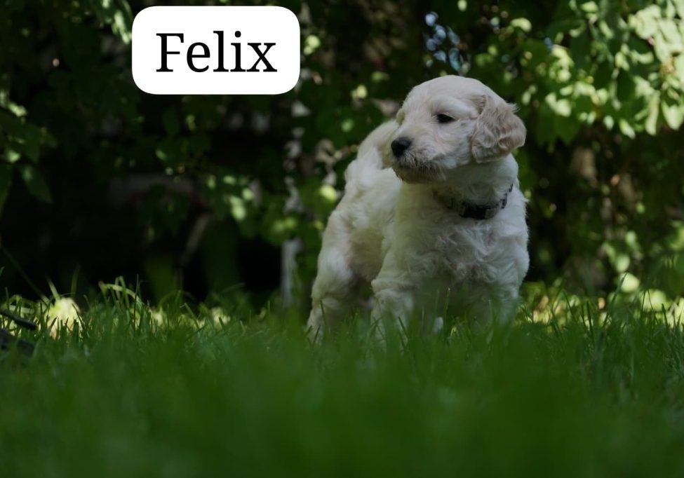 Felix vom Weidenhof-Golden Retriever
