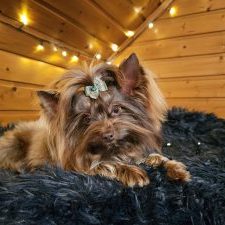 Fero von und zu Stahl 2