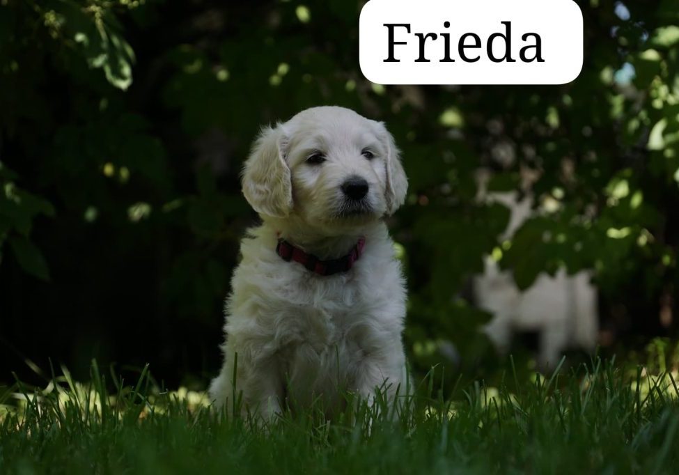 Fieda vom Weidenhof-Golden Retriever