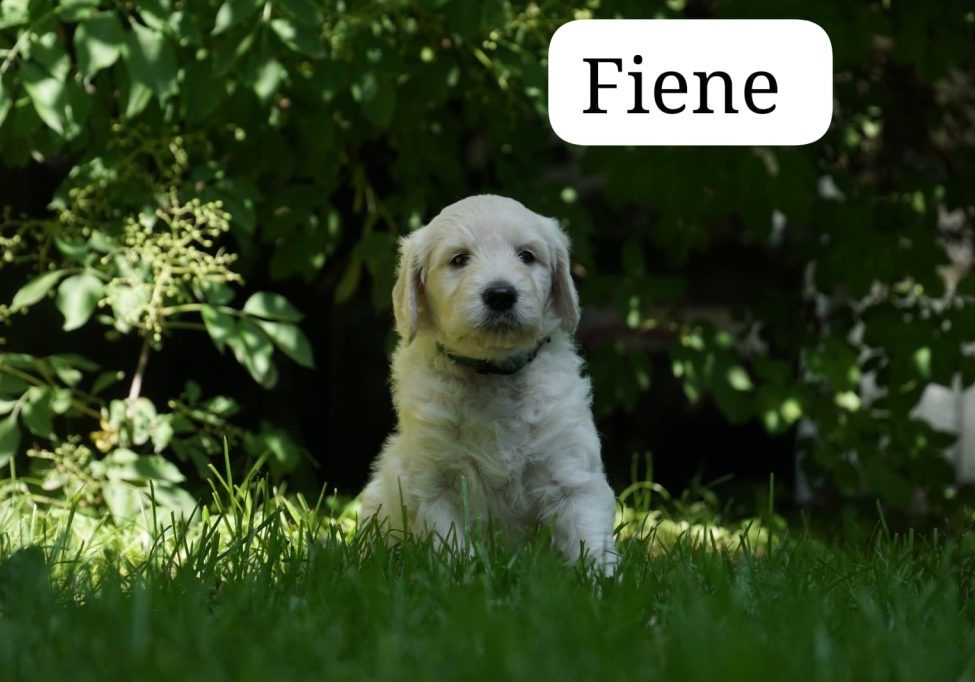 Fiene vom Weidenhof-Golden Retriever