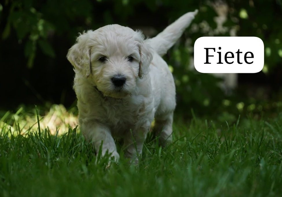 Fiete vom Weidenhof-Golden Retriever