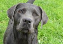 Filly vom Schwarzwald-Labrador Retriever