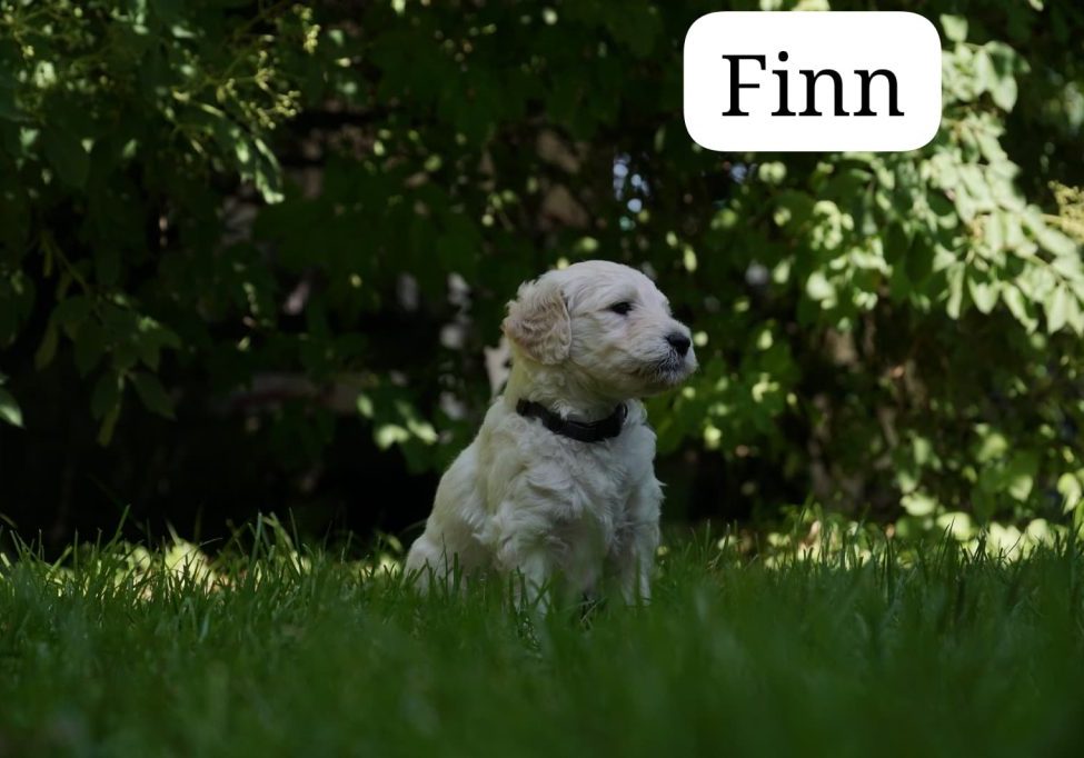 Finn vom Weidenhof-Golden Retriever